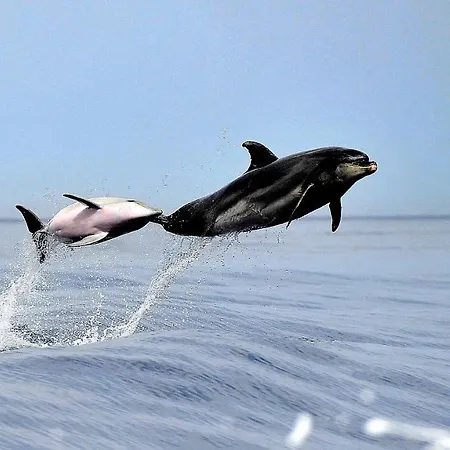 Colombo- Porto Corse